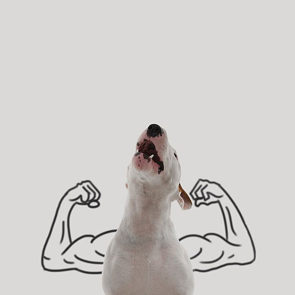 bull terrier ilustraciones humor15