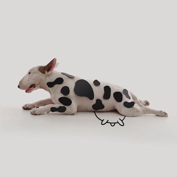 bull terrier ilustraciones humor2