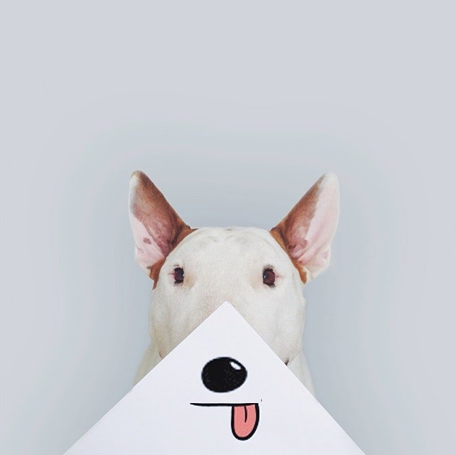bull terrier ilustraciones humor22