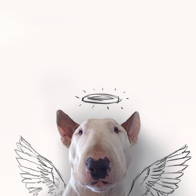 bull terrier ilustraciones humor23