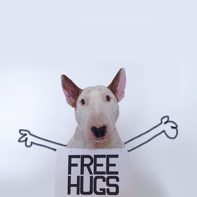 bull terrier ilustraciones humor24