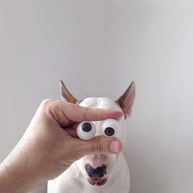 bull terrier ilustraciones humor25