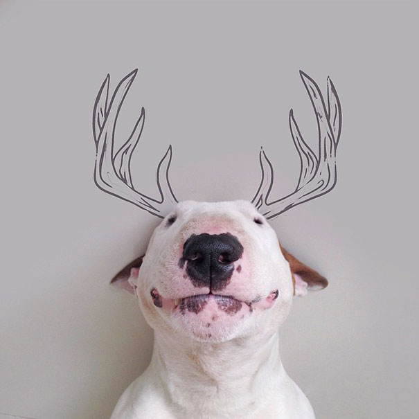 bull terrier ilustraciones humor3