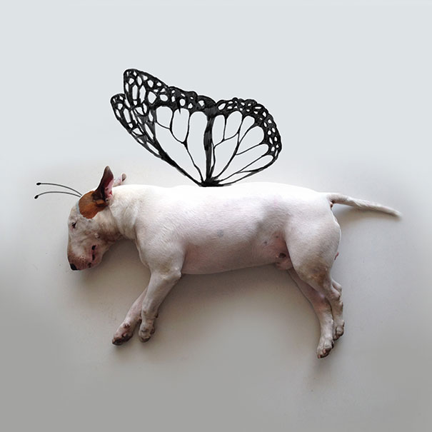 bull terrier ilustraciones humor4