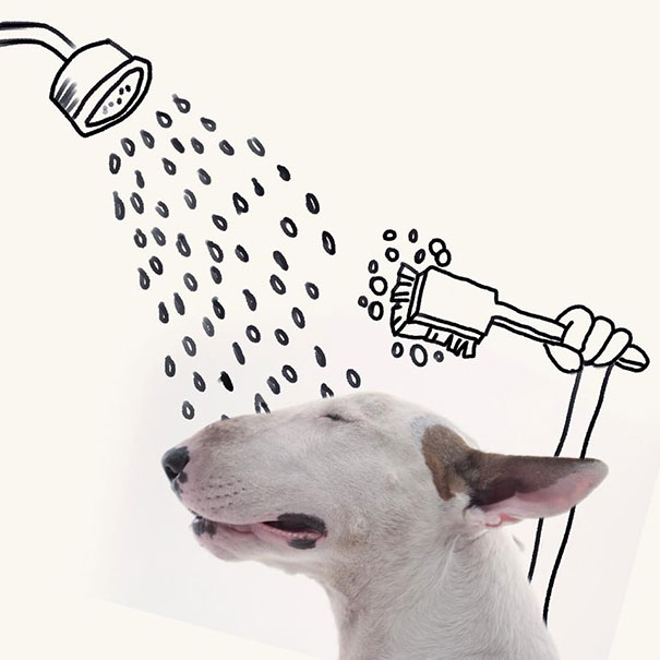 bull terrier ilustraciones humor5
