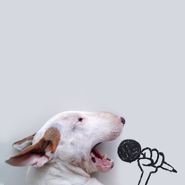 bull terrier ilustraciones humor6