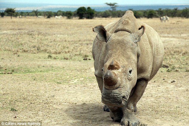 rhino rinoceronte Cultura Inquieta3