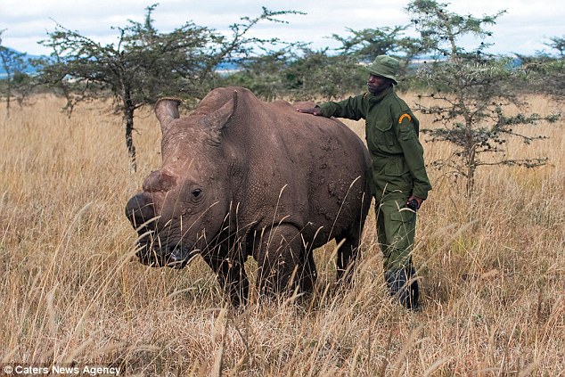rhino rinoceronte Cultura Inquieta4
