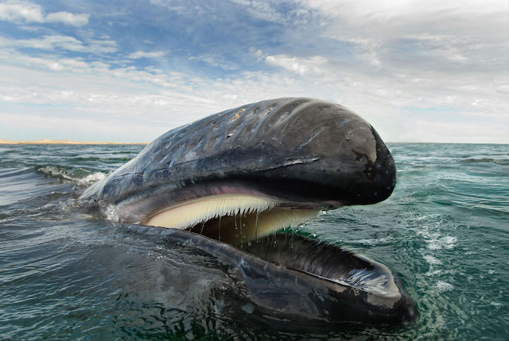 Christopher Swann ballena whale