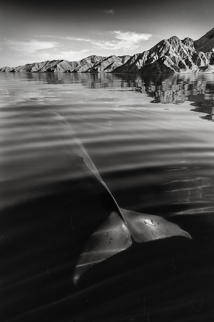 Christopher Swann ballena whale10