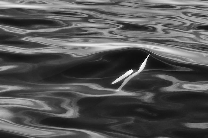 Christopher Swann ballena whale11