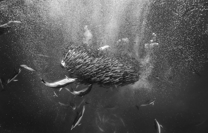 Christopher Swann ballena whale2
