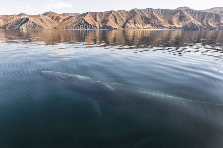 Christopher Swann ballena whale3