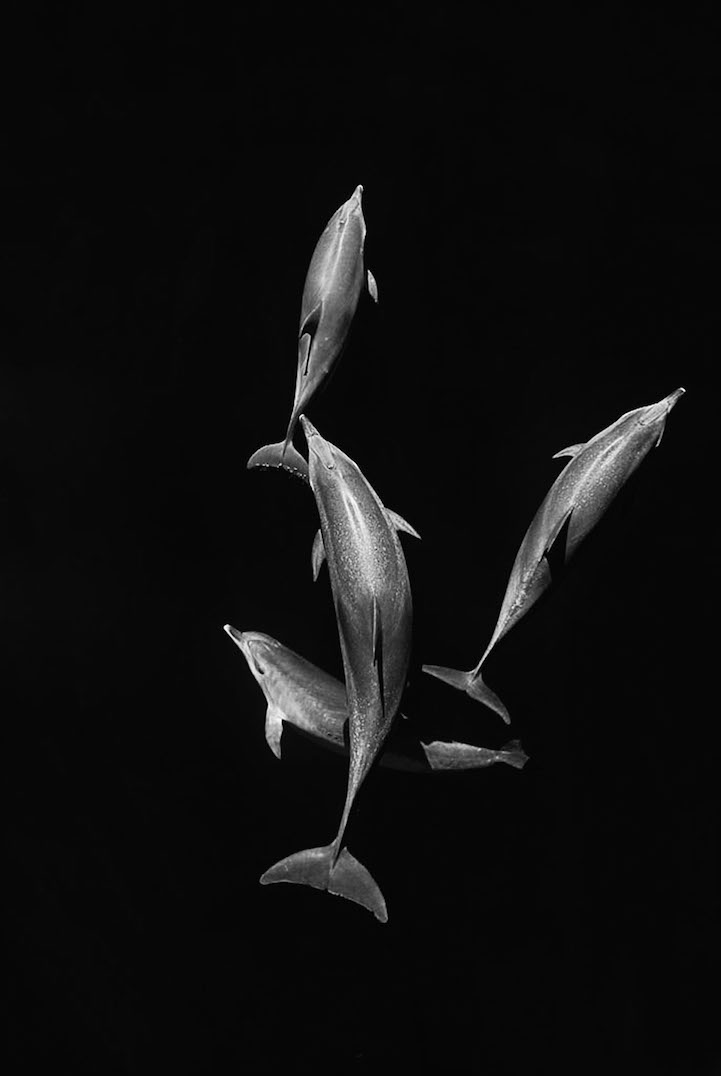 Christopher Swann ballena whale4