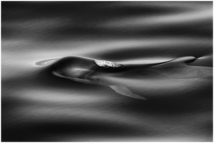 Christopher Swann ballena whale5