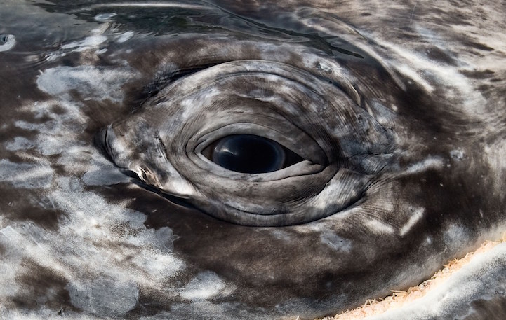 Christopher Swann ballena whale6