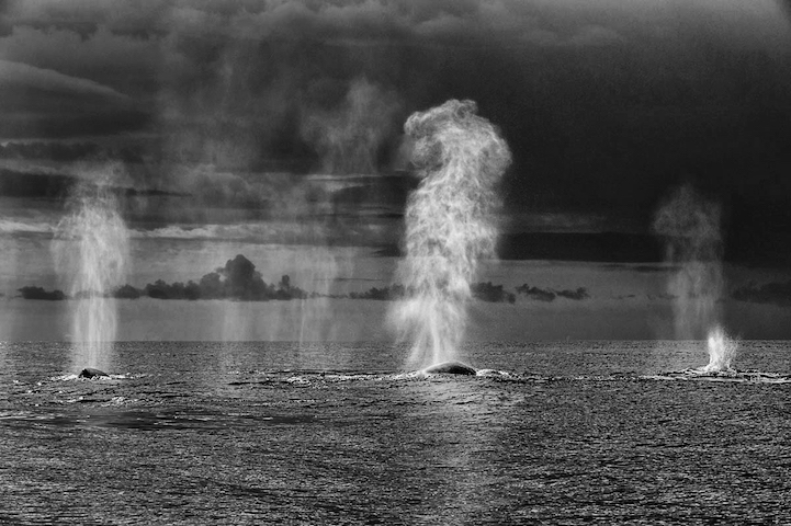 Christopher Swann ballena whale7