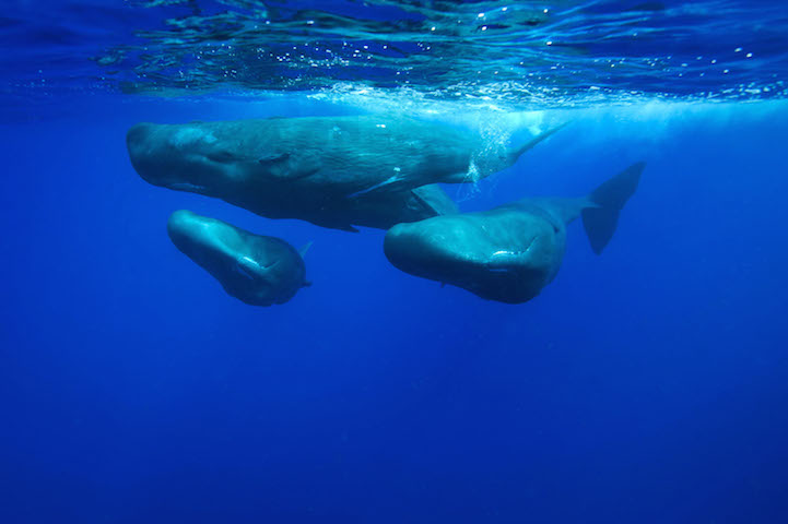 Christopher Swann ballena whale8