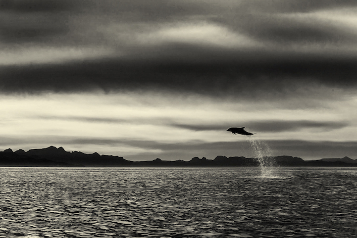 Christopher Swann ballena whale9