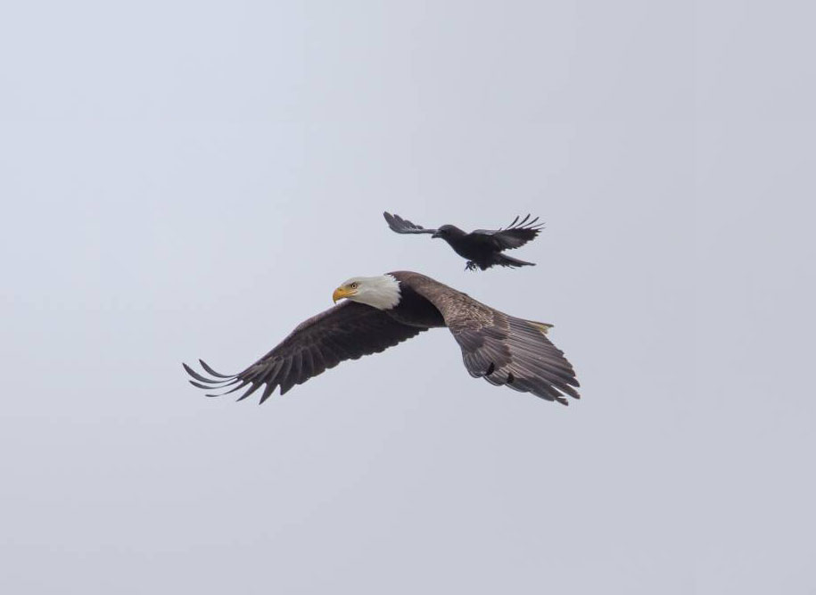 Phoo Chan aguila