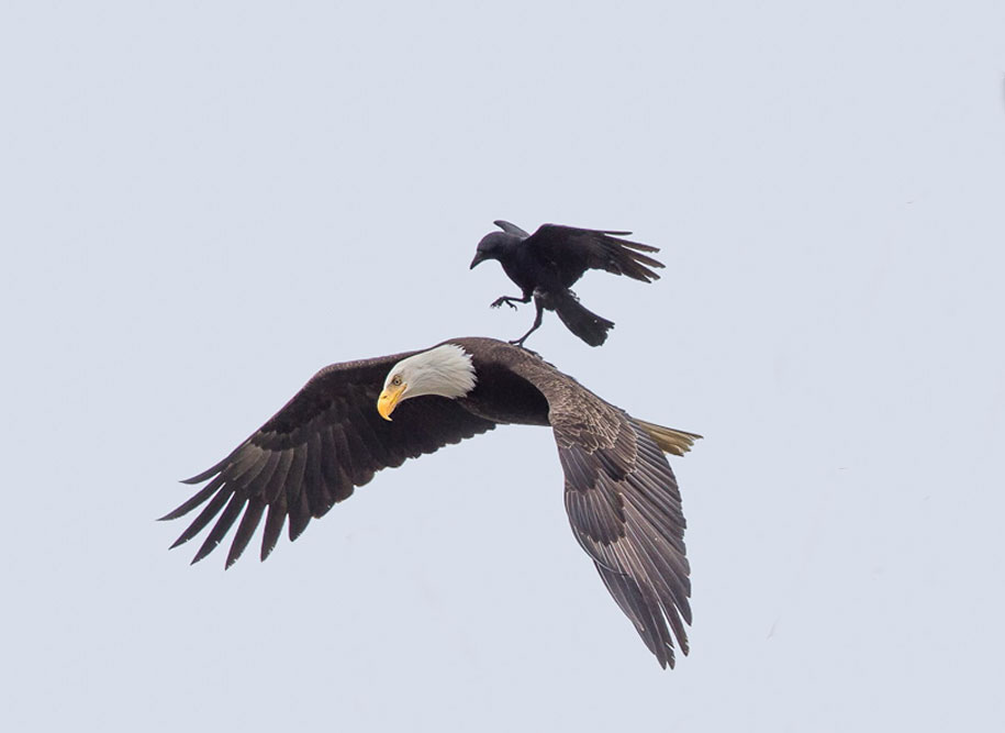 Phoo Chan aguila2
