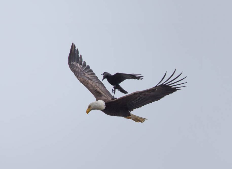 Phoo Chan aguila3