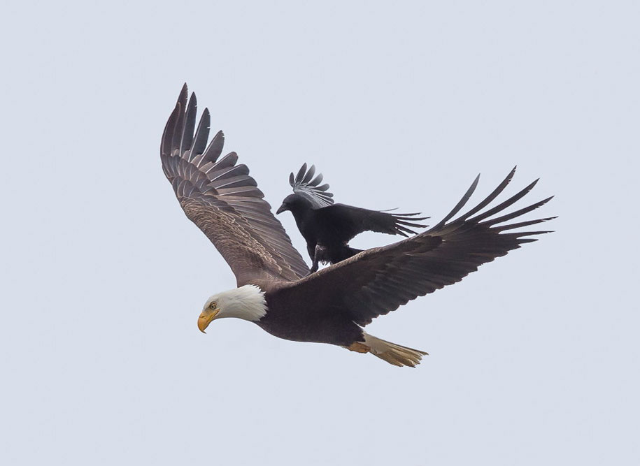Phoo Chan aguila4