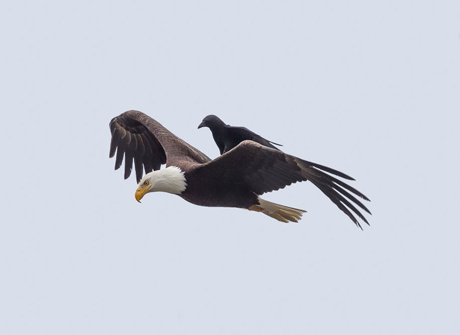 Phoo Chan aguila5