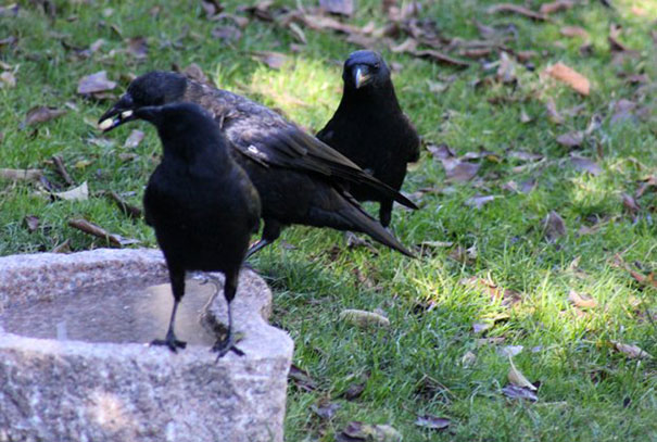 cuervo crow Gabi Mann3