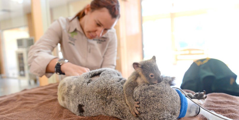 koala bebe baby Cultura Inquieta
