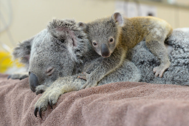 koala bebe baby Cultura Inquieta2