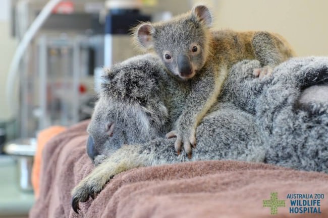 koala bebe baby Cultura Inquieta3