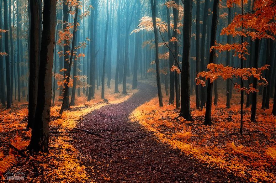 Janek Sedlar Autumn