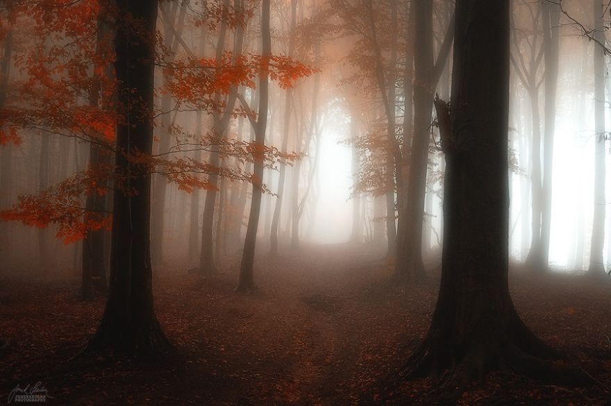 Janek Sedlar Autumn10