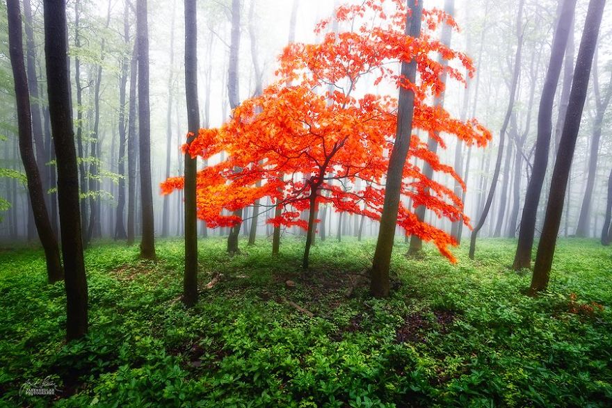 Janek Sedlar Autumn11