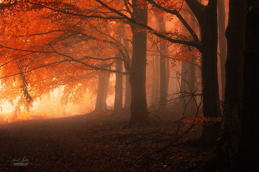 Janek Sedlar Autumn12