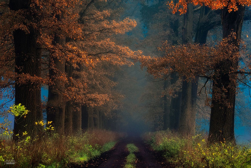 Janek Sedlar Autumn13