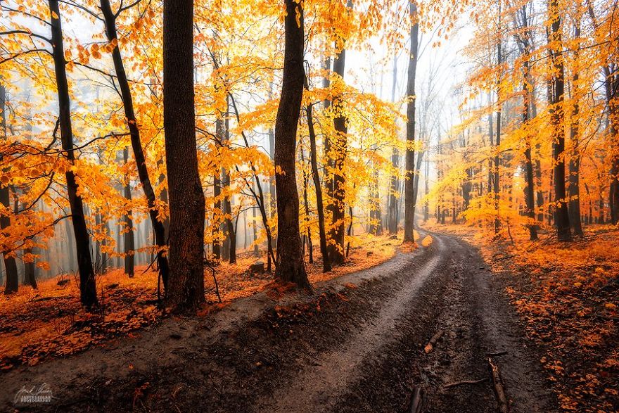 Janek Sedlar Autumn14