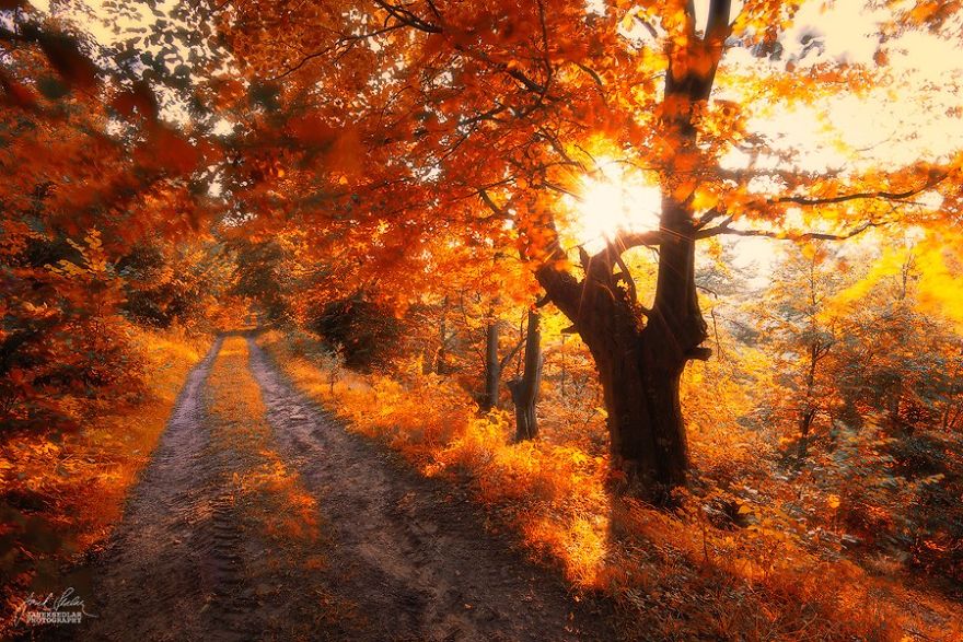 Janek Sedlar Autumn15