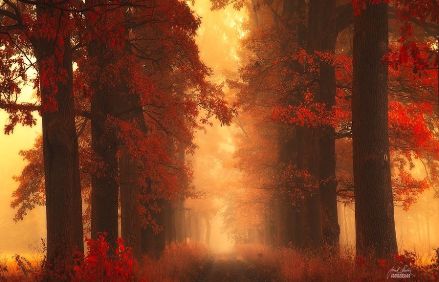 Janek Sedlar Autumn16