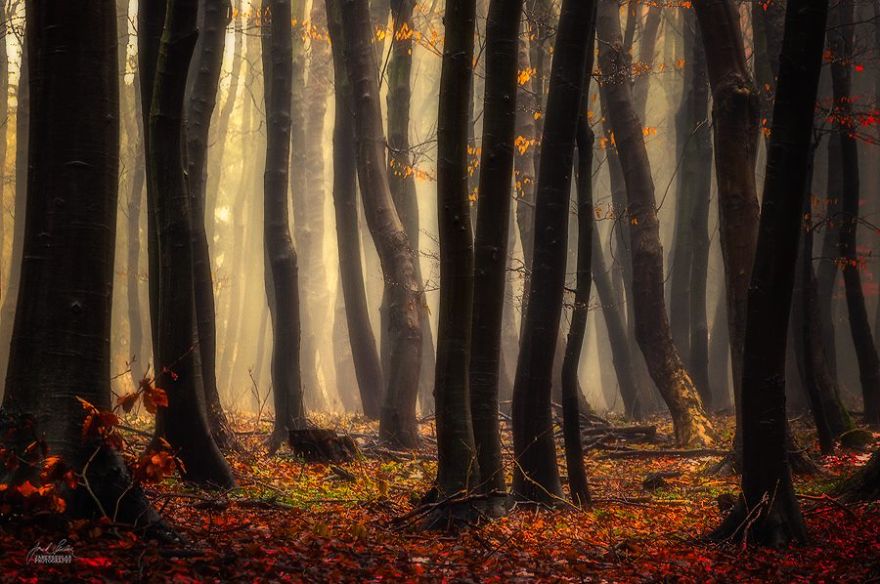 Janek Sedlar Autumn19