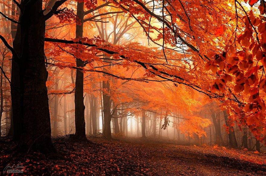 Janek Sedlar Autumn2