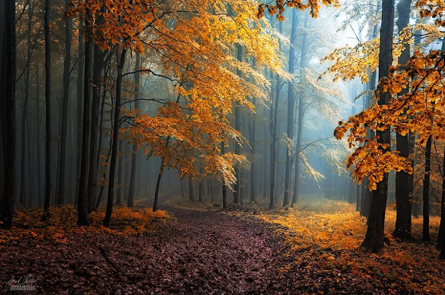 Janek Sedlar Autumn20
