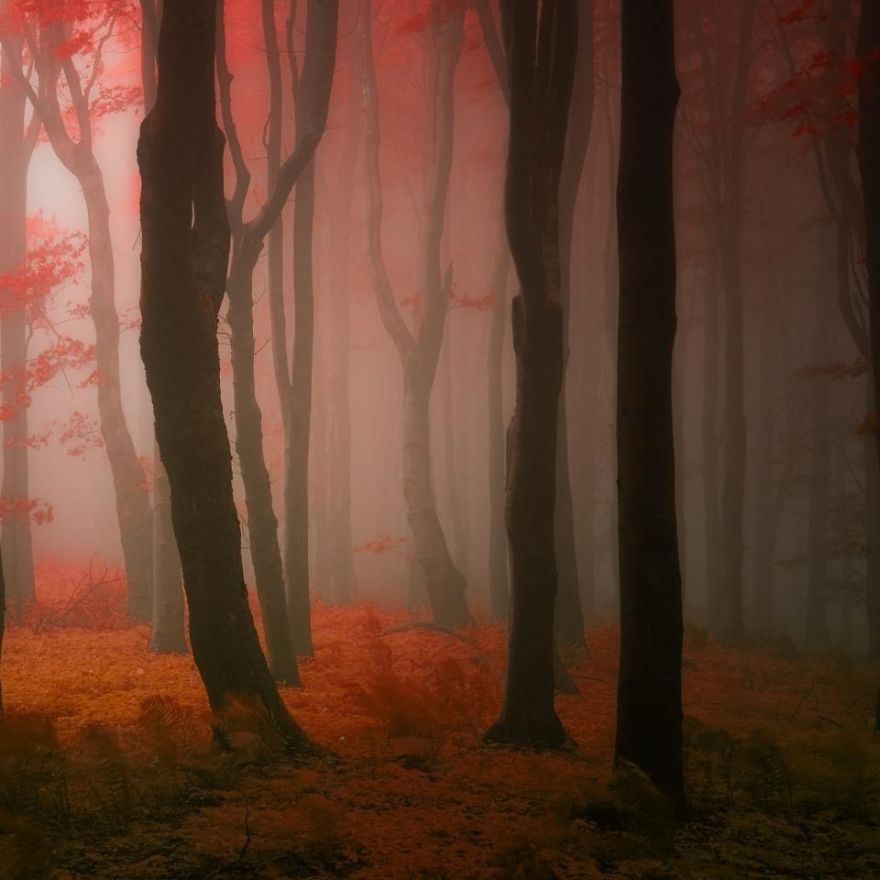 Janek Sedlar Autumn4