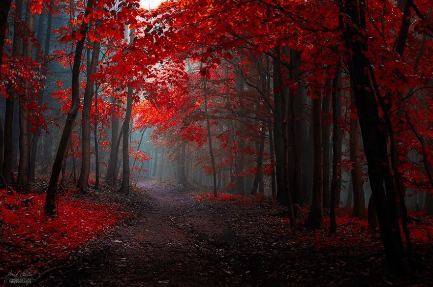 Janek Sedlar Autumn5