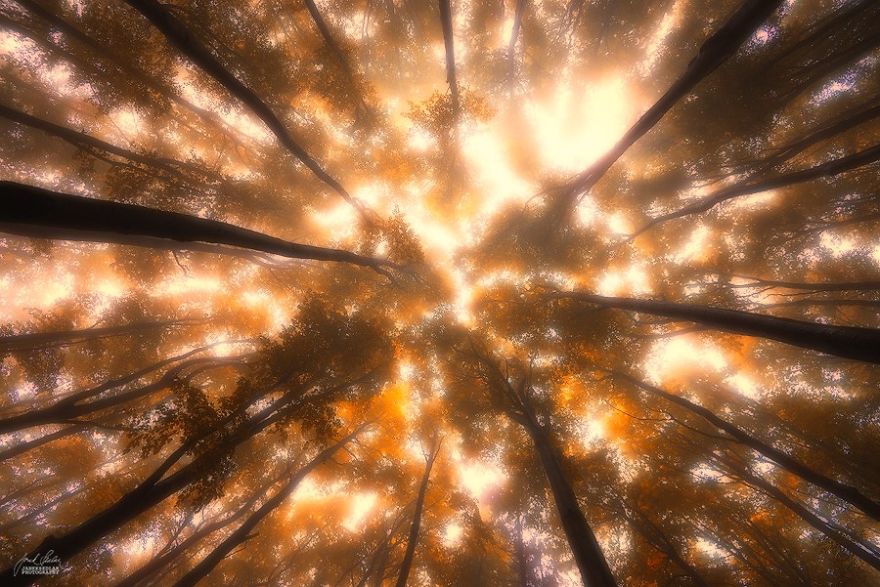 Janek Sedlar Autumn6