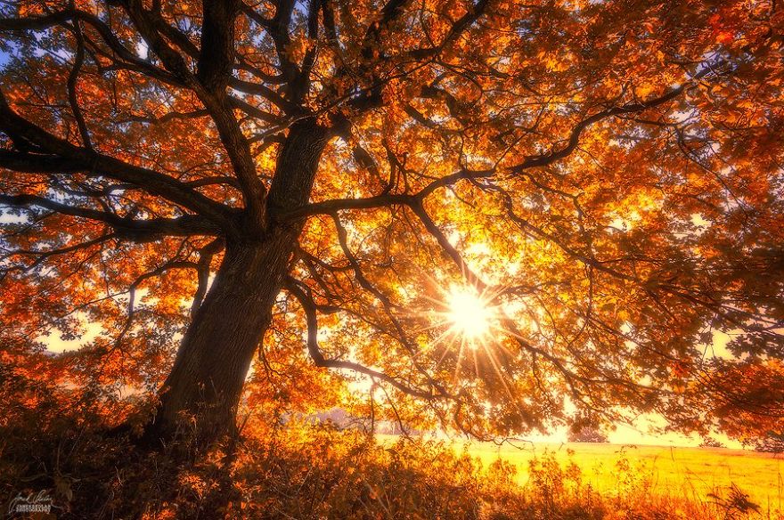 Janek Sedlar Autumn7