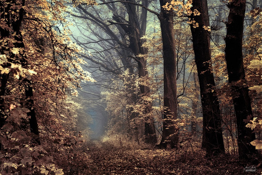 Janek Sedlar Autumn8