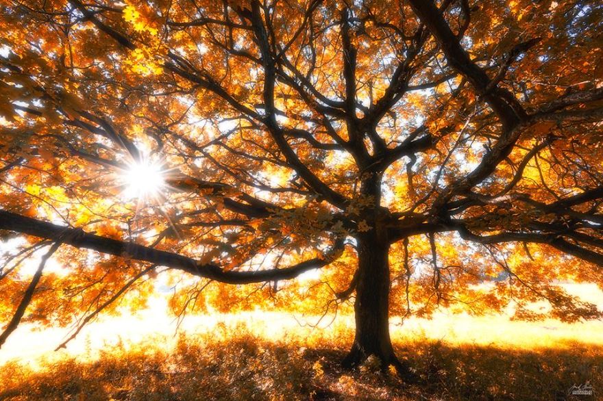 Janek Sedlar Autumn9