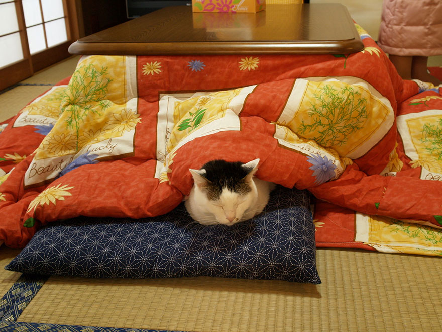 Kotatsu Cultura Inquieta8